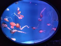 -海合安青岛极地海洋公园