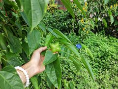 -中国科学院西双版纳热带植物园