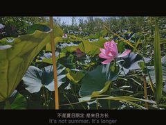 -白洋淀风景区