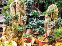 -青石桥花鸟鱼虫市场(叠翠城店)