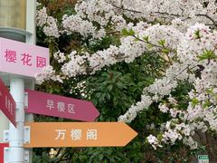 -高东镇樱花园