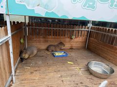 -廊坊固安福朋喜来登酒店