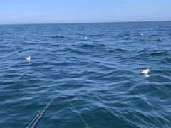 -新加坡海鲜共和(名胜世界圣淘沙海滨坊)