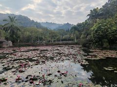 -野象谷景区