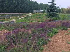 -白鹿原葡萄主题公园