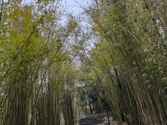 -潜山国家森林公园