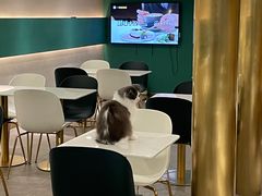 -飞行喵MR PILOT|猫舍·猫咖(静安大融城店)