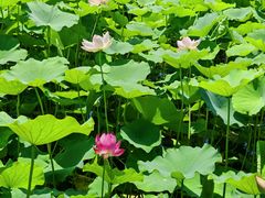 -石家庄市植物园