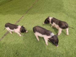 -萌宠亲子动物乐园(槐房万达店)