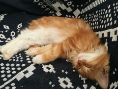 -平行世界·猫咖(首经贸店)