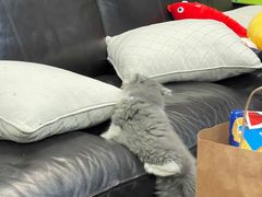 -momokira米努特·德文卷毛猫·棉花面纱犬
