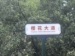 -武汉大学-樱园