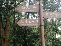 -银湖山郊野公园-相思林