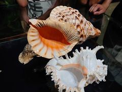 -青岛贝壳博物馆