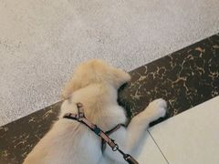 -宠颐生汉谟拉比宠物医院