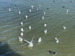 -洱海月湿地公园