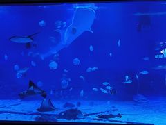 -烟台海昌鲸鲨海洋公园