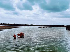 -宁波杭州湾国家湿地公园