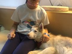 -Husky Go! 哈士奇体验馆·宠物咖啡厅狗咖