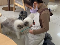 -鼓捣猫呢主题猫咖店