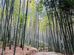 -广州市石门国家森林公园