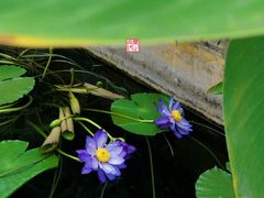 -国家植物园南园