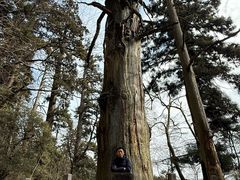 -天目山大树王景区