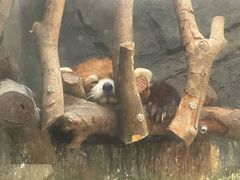 -武汉动物园