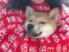 -逗柴咖啡屋·狗咖猫咖宠物桌游