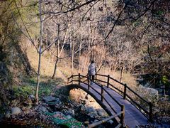 -王顺山国家森林公园