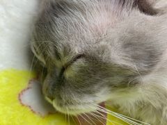 -博特宠物医院24h犬猫全科.骨科·异宠