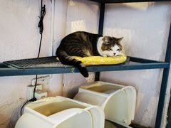 -喵屿·大理花园猫咖