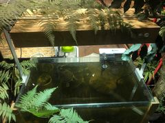 -酷以爬仙阁实体爬宠店·守宫·蜥蜴·专业繁育