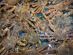 -龙宴海鲜城(经中路店)