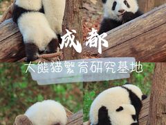 -成都大熊猫繁育研究基地