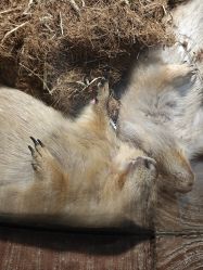 -Zoolung Zoolung动物主题公园(海信广场店)