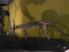 -湖南省地质博物馆