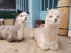 -安格丽娜·狗咖·猫咖羊驼咖(春熙路百盛商场店)