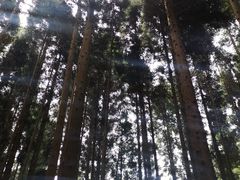 -武陵山森林公园