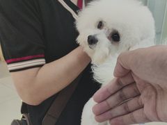 -全心全意连锁动物医院·微创中心·内科急重症·心脏专科(丰管路店)