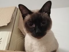 -喜多萌中农锦绣动物医院24H·猫科·牙科MRI·CT
