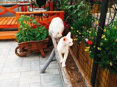 -70cat德文卷毛猫·缅因猫纯种猫舍