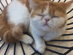 -飞行喵MR PILOT|猫舍·猫咖(静安大融城店)