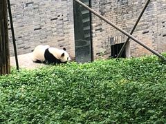 -都江堰中华大熊猫苑