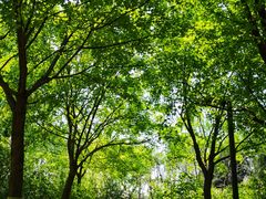 -大兴滨河森林公园