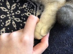 -平行世界·猫咖(首经贸店)