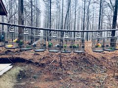 -黄海国家森林公园