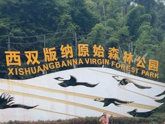 -西双版纳原始森林公园