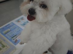 -小伙伴宠物医院·CT·骨科·眼科(高新店)
