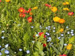 -上海共青森林公园